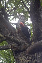 20-Patagonian Woodpecker